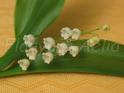 img_4230_wm