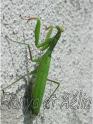 Mante_religieuse_2