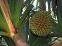 799px_Pandanus_utilis_fruit