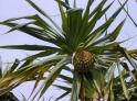 Pandanus